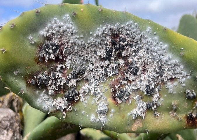 Detalle de la cochinilla Dactylopius opuntiae sobre la planta