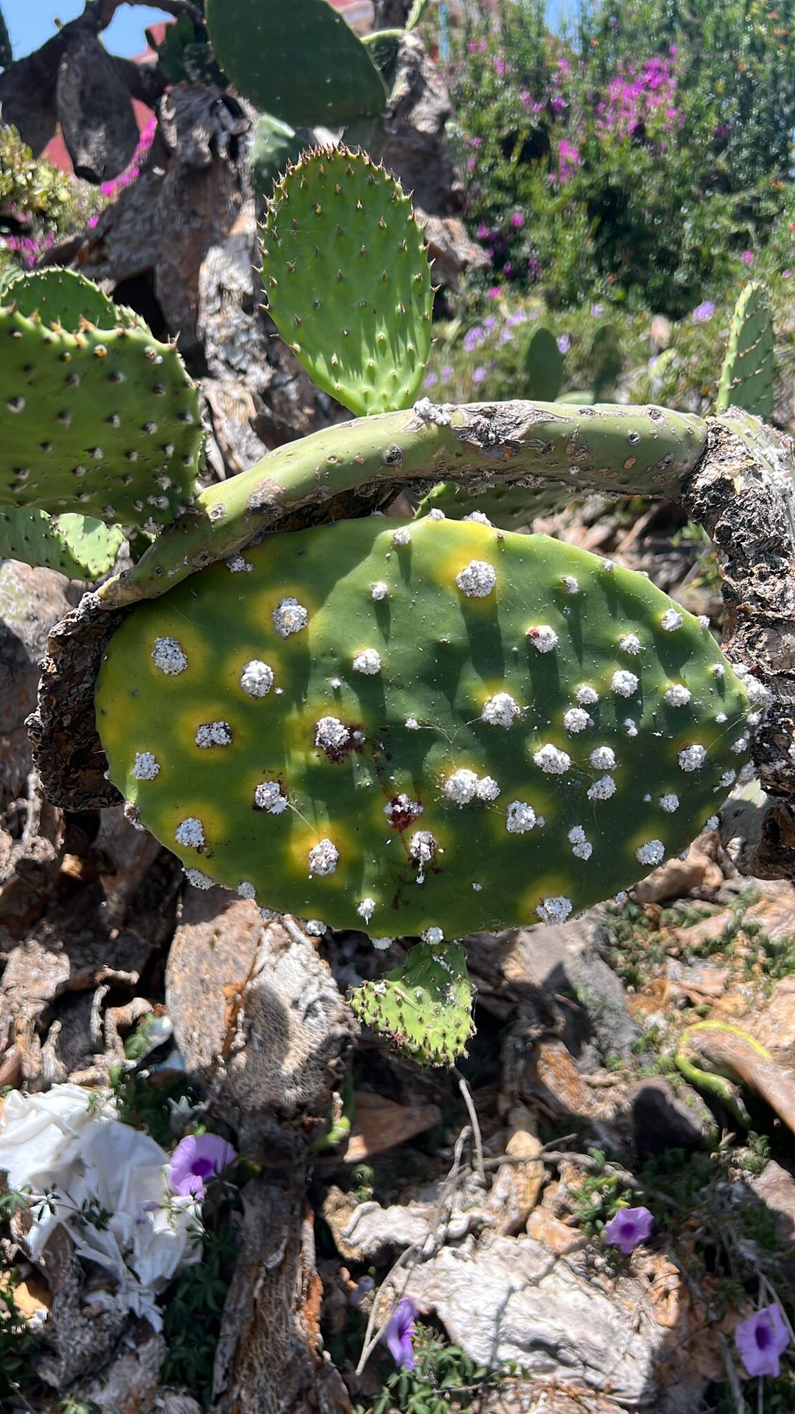 Pala de tunera completamente infestada por cochinilla silvestre